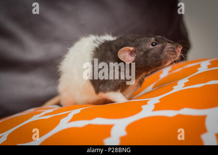 Fancy agouti-colored hooded pet rat exploring sofa indoors Stock Photo