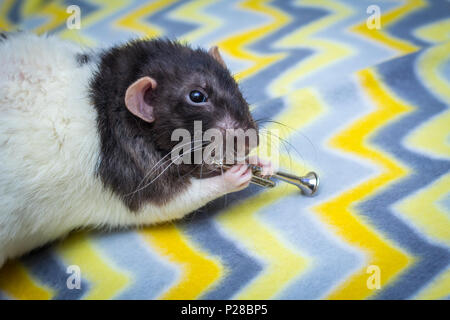 Fancy agouti-colored hooded pet rat playing trumpet Stock Photo