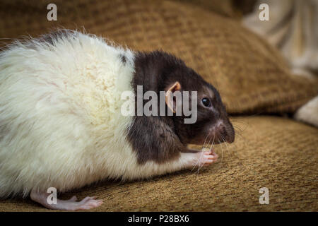 Fancy agouti-colored hooded pet rat exploring sofa indoors Stock Photo