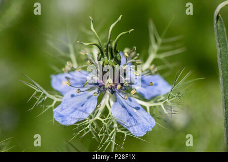 Jungfer im Grünen als Heilpflanze für Naturmedizin und Pflanzenheilkunde Stock Photo