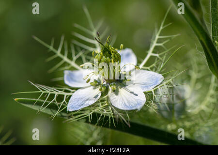 Jungfer im Grünen als Heilpflanze für Naturmedizin und Pflanzenheilkunde Stock Photo