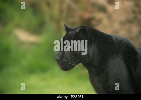 Stunning portrait of black panther panthera pardus in colorful landscape Stock Photo