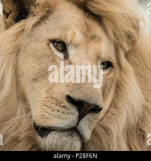 Stunning intimate portrait of white Barbary Atlas Lion Panthera Leo Stock Photo