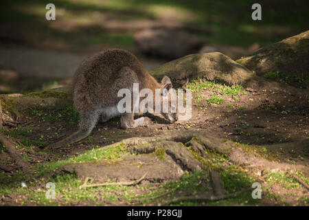 Forest Wallaby wildlife Diprotodontia Macropoidae in sunlgiht in woodland with yound joey in pouch Stock Photo