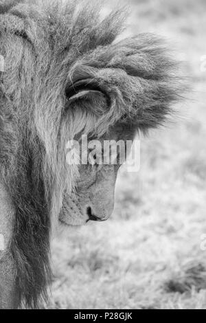 Stunning intimate portrait image of King of the Jungle Barbary Atlas Lion Panthera Leo in black and white Stock Photo