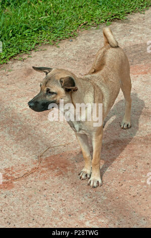 Thai Ridgeback male dog (Canis) mixed breed wheaten colour standing upright on all fours and looking to the left, Isaan, Thailand Stock Photo