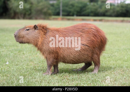 A Capybara eats some grass in a Brazilian park Stock Photo