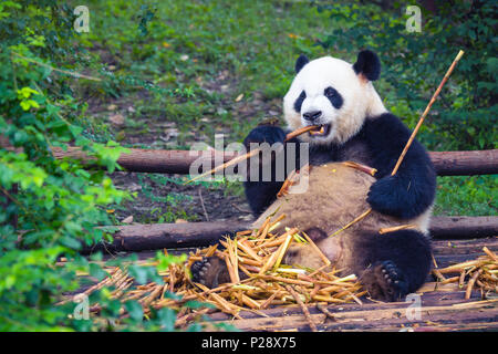 Giant Panda eating bamboo lying down on wood in Chengdu during day , Sichuan Province, China Stock Photo