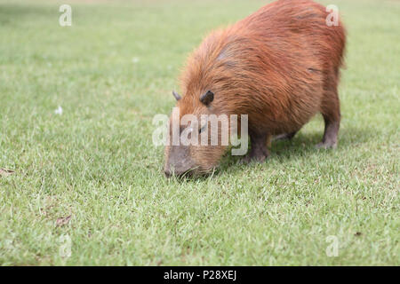 A Capybara eats some grass in a Brazilian park Stock Photo