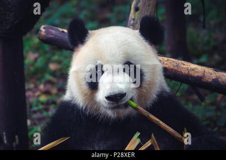 One adult giant panda eating a bamboo stick in close up portrait during day Stock Photo