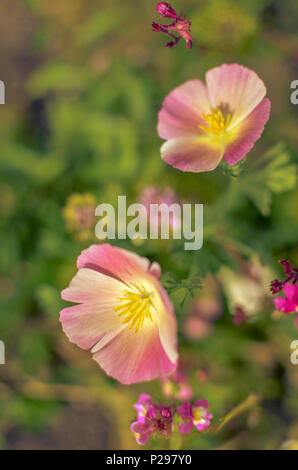 Yellow and rose eschscholzia on the meadow closeup. Flowers Stock Photo