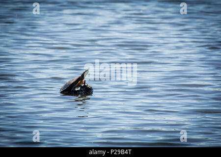 Eastern painted turtle resting on rock in sunny lake Stock Photo