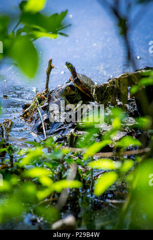 Eastern painted turtle resting in natural lake environment Stock Photo