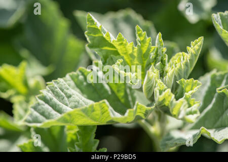 Echter Eibisch als Heilpflanze für Naturmedizin und Pflanzenheilkunde Stock Photo