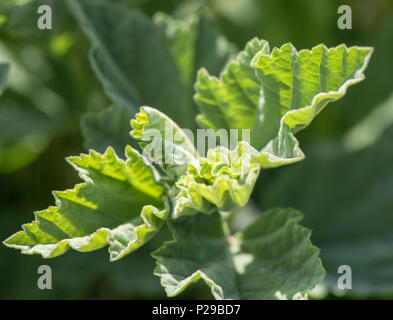 Echter Eibisch als Heilpflanze für Naturmedizin und Pflanzenheilkunde Stock Photo
