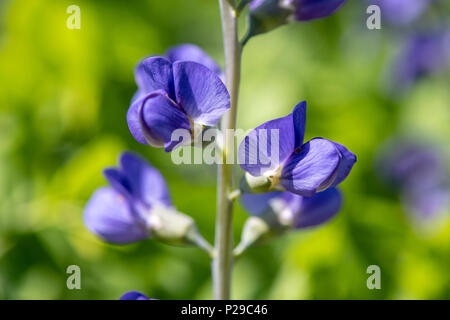 Färberhülse als Heilpflanze für Naturmedizin und Pflanzenheilkunde Stock Photo
