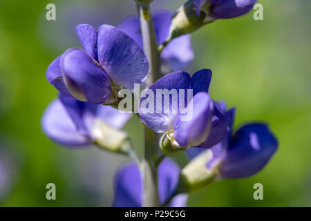 Färberhülse als Heilpflanze für Naturmedizin und Pflanzenheilkunde Stock Photo