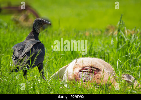 American black vulture feasting on dead deer carcass in summer grass Stock Photo