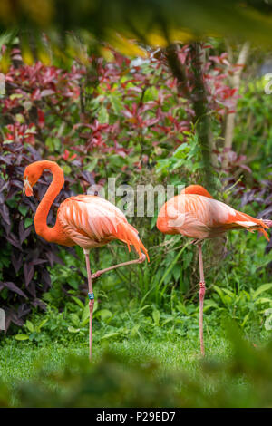 Beautiful pink Caribbean flamingos wading in a grass in a zoo Stock Photo