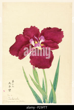 .  English: Print, Enjoyment in Peace (Taiheiraku), No. 13, ca. 1910 .  English: A large red iris, inner perianth leaves white with purple tips. . circa 1910 267 Print, Enjoyment in Peace (Taiheiraku), No. 13, ca. 1910 (CH 18608945) Stock Photo