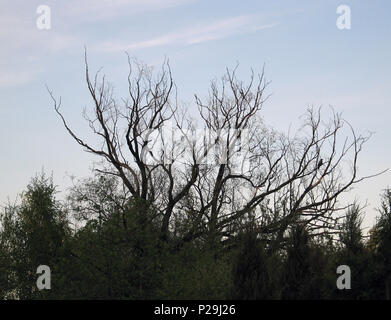 Upper branches of the dead tree against blue sky with light clouds and forest below Stock Photo