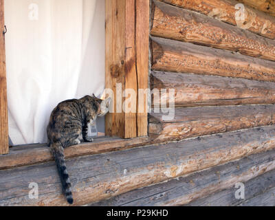 Cute striped tabby cat tries to climb into the window of the logged village house Stock Photo