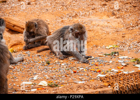 Baboon, safari park, mallorca Stock Photo