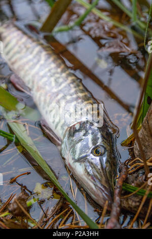 Freshwater Northern pike fish know as Esox Lucius in the water. Fishing concept, catch and release - small freshwater pike fish got a freedom. Stock Photo