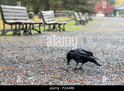 Black bird in autumn park. Raven walks on path of the city garden.Crow is looking for food in the autumn city. Stock Photo