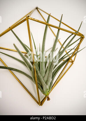 Air plant brachycaulos or Tillandsia in a golden frame on a white wall Stock Photo