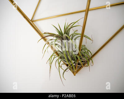 Tillandsia Ionantha in a golden frame on a white wall Stock Photo