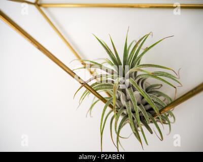 Air plant ionantha ( Tillandsia) in a golden frame on a white wall Stock Photo