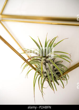 Tillandsia ionantha ( bromeliaceae) in a golden frame on a white wall Stock Photo