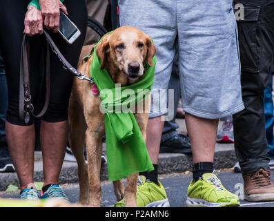 Dog standing with his owner, wearing the green scarf to mark the anniversary of the Grenfell fire, London, England, UK, 14th June 2018 Stock Photo