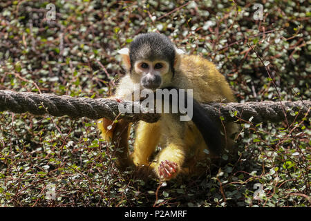 ZSL London Zoo, London, UK, 14th June 2018. Following a dull morning with occasional showers, the ZSL resident gang of cheeky squirrel monkeys clearly welcome the return of sunshine, rolling around in the greenery and lazing on top of dense shrubs. Credit: Imageplotter News and Sports/Alamy Live News Stock Photo