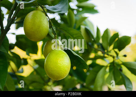 Ripe yellow lemons hanging on a tree branch at sunset time Stock Photo
