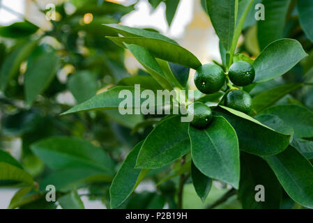 Ripe green lime hanging on a tree branch at sunset time Stock Photo