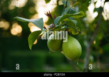 Ripe yellow lemons hanging on a tree branch at sunset time Stock Photo