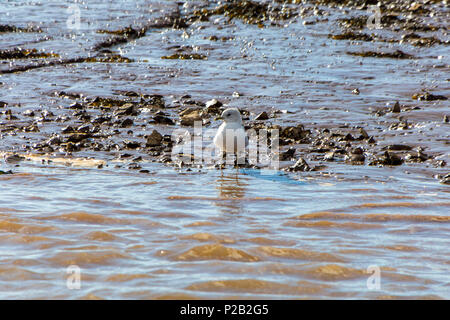 A solitary juvenile Common Gull (Larus canus) on the mudflats of the River Exe near Topsham, Devon, England, UK Stock Photo