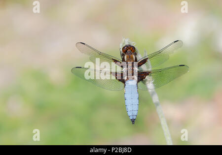 Male Libellula depressa showing blue broad flattened abdomen and dark wing bases, the dragonfly also called broad-bodied chaser, West of Germany Stock Photo
