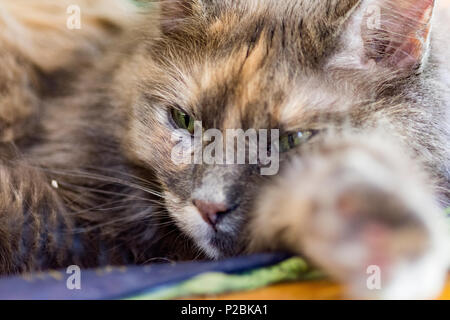 grey fluffy cat is resting in chair Stock Photo