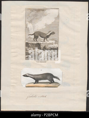 Galictis vittata, Print, The greater grison (Galictis vittata), is a ...