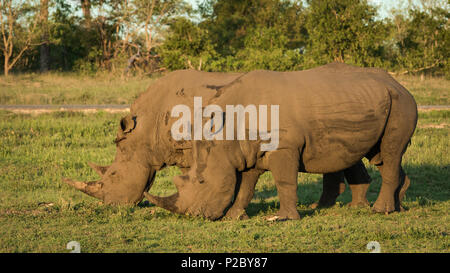 Two mature White Rhinos grazing in open savanah. Stock Photo