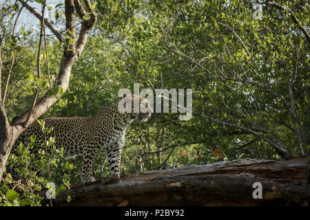 Adult female leopard standing on a branch in search of her next meal. Stock Photo