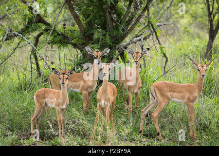 Adorable group of baby impala's Stock Photo