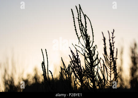 Salicornia growing in the dunes of the Delta del Ebre natural park, Terres de l'Ebre, catalonia, Spain Stock Photo
