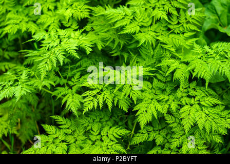 floral background - green leaves of сhaerophyllum (parsnip chervil) Stock Photo