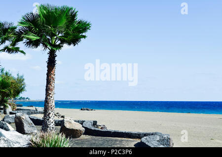 a view of the Playa de Matagorda beach in Puerto del Carmen, Lanzarote, in the Canary Islands, Spain, with some palm trees in the foreground Stock Photo