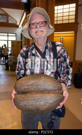 Man holding a Coco de Mer palm tree coconut, the largest seed of any plant in the world.  From the Seychelles Islands in the Indian Ocean.. Stock Photo