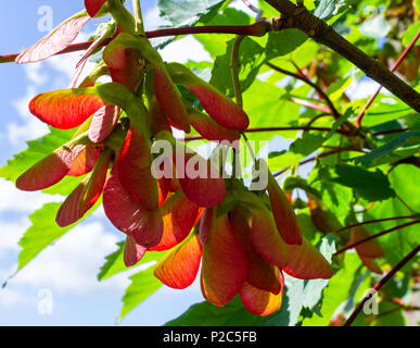 Acer pseudoplatanus, sycamore tree seeds maturing in the early summer sun in close up. Stock Photo